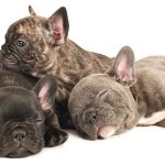   Greyhound Pitbull Mix- All About Dog Breed