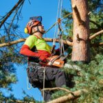 How Tree Removal Can Improve Sunlight Exposure