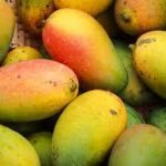 Mango Pest Control