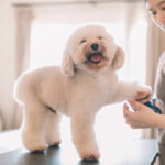 Why Choose Boops N' Bubbles for Exceptional Dog Grooming Services